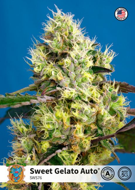 Sweet Seeds Sweet Gelato Auto Feminised Seeds