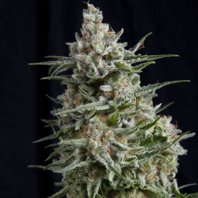 Pyramid Seeds Anesthesia Feminised Seeds