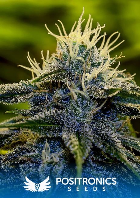 Positronic Seeds Afghan Express Auto Feminised Seeds