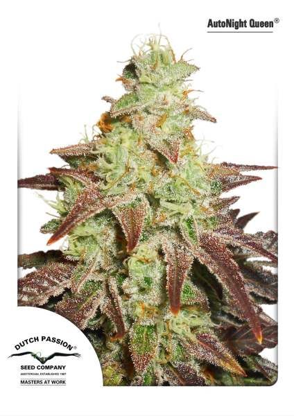 Dutch Passion Night Queen Auto Feminised Seeds