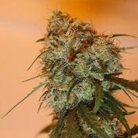 Ace Seeds Golden Tiger Feminised Seeds