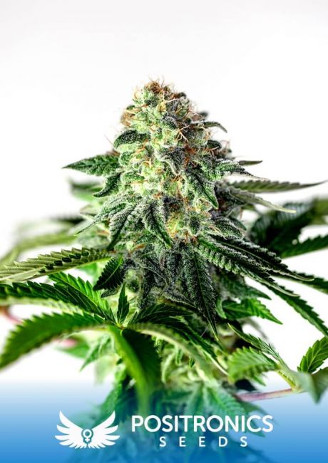 Positronic Seeds Sticky Dream Express Auto Feminised Seeds