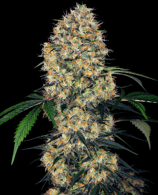 Sensi Seeds Sensi Amnesia XXL Auto Feminised Seeds