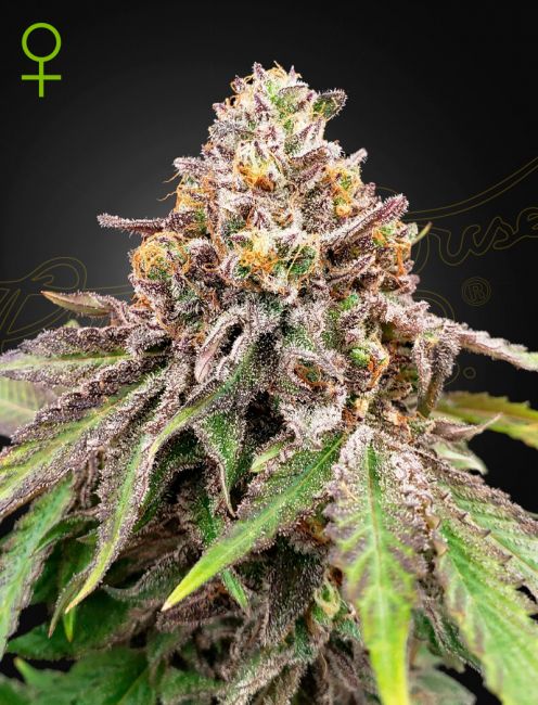 Greenhouse Seed Co. Blue Haze x Gelato 41 Auto Feminised Seeds