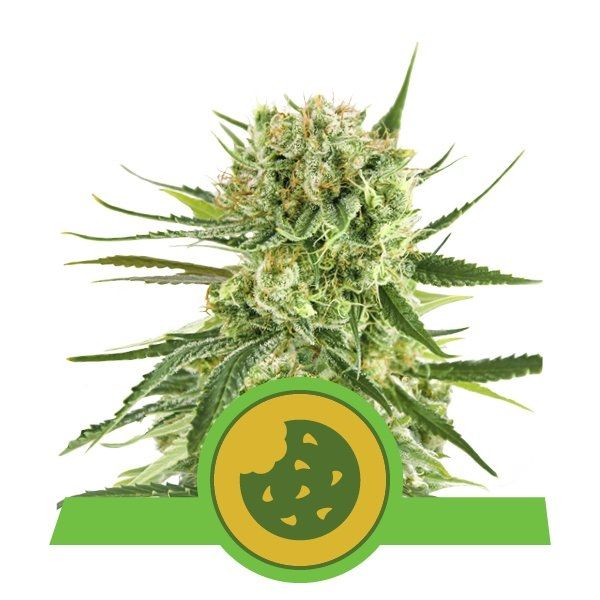 Royal Queen Seeds Royal Cookies Auto Feminised Seeds