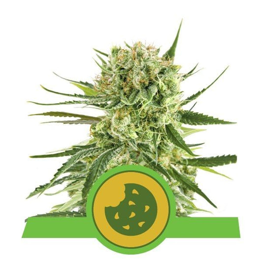 Royal Queen Seeds Royal Cookies Auto Feminised Seeds