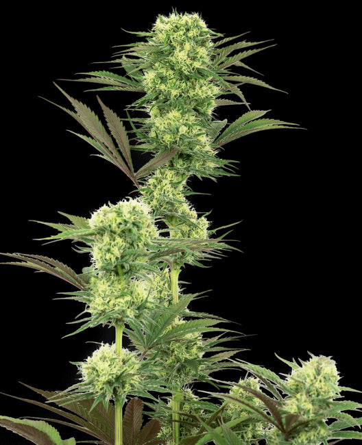 White Label Seed Company Guava Jelly Feminised Seeds