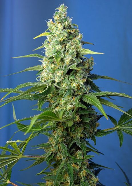 Sweet Seeds Honey Peach CBD Auto Feminised Seeds