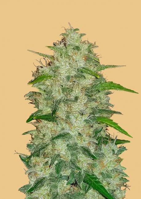 FastBuds Original Chemdawg Auto Feminised Seeds