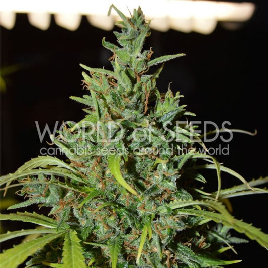 World of Seeds Neville Haze Auto Feminised Seeds