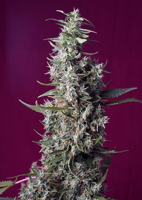 Sweet Seeds Sweet Cherry Pie Feminised Seeds