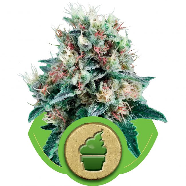 Royal Queen Seeds Royal Crea Auto Feminised Seeds