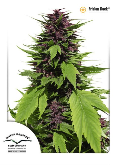 Dutch Passion Frisian Duck Feminised Seeds