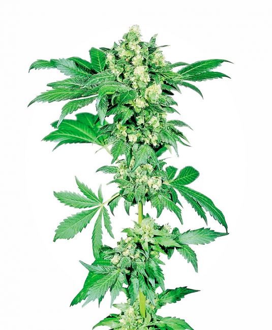 Sensi Seeds Afghani #1 Regular Seeds