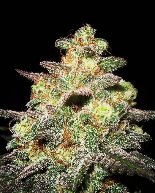 Expert Seeds Caramella Auto Feminised Seeds