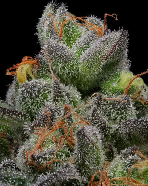 Humboldt Seed Co. Caramel Cream Feminised Seeds