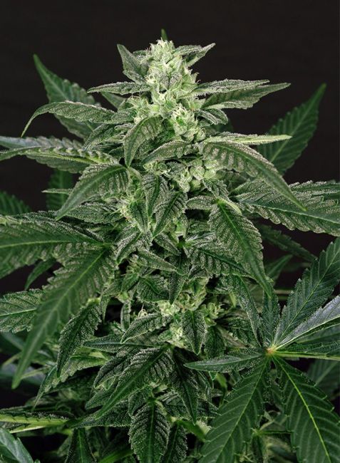 Exotic Seed Triple A (AAA) Auto Feminised Seeds