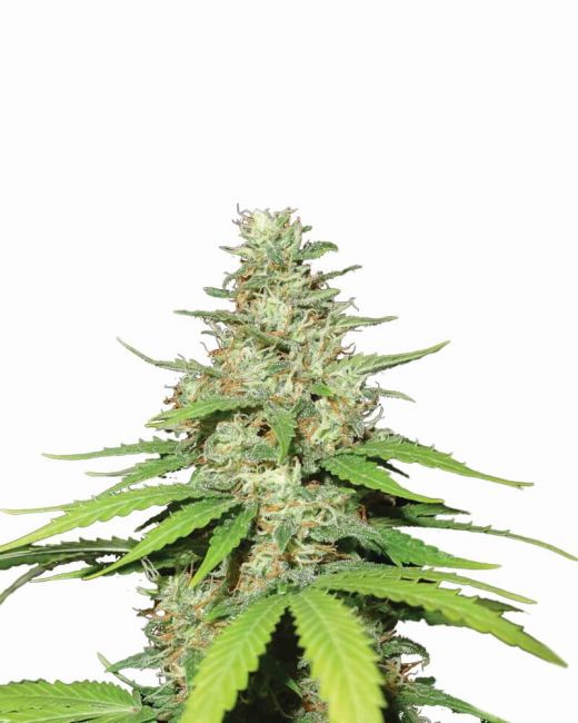 Nirvana Seeds Top 44 Auto Feminised Seeds