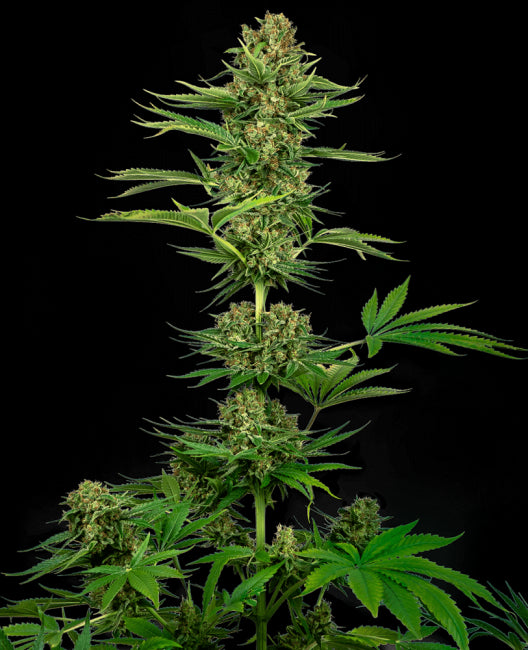 Sensi Seeds Satin Black Domina CBD Feminised Seeds