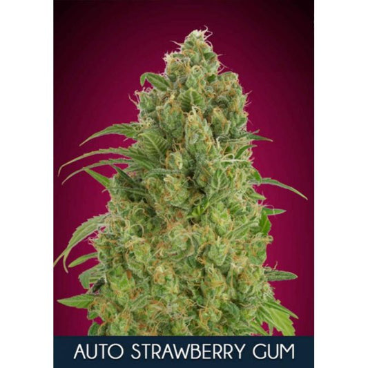 Advanced Seeds Strawberry Gum Auto Feminised Seeds