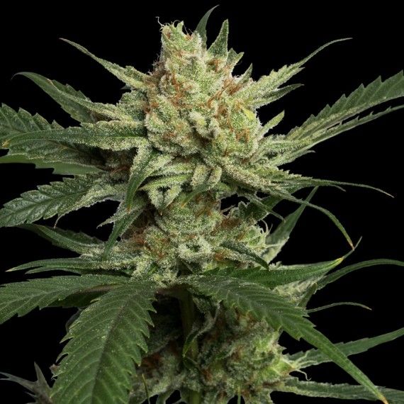 DNA Genetics Strawberry Banana Feminised Seeds