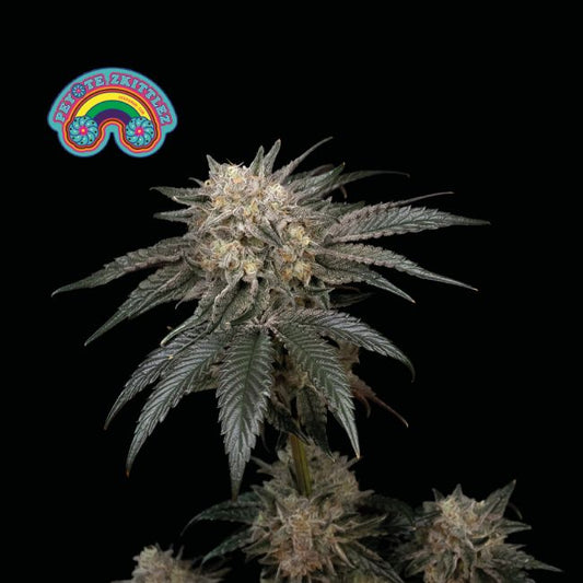 Seedsman Peyote Zkittlez Feminised Seeds