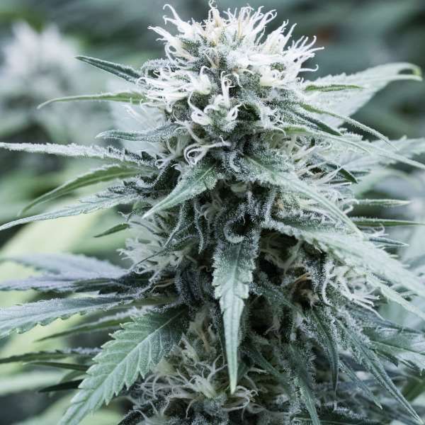 G13 Labs Sweet Amnesia Feminised Seeds