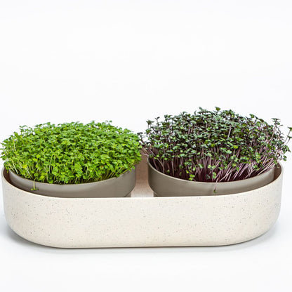 Plastia Large Farm Microgreens+Regrow - elfenbeinfarben