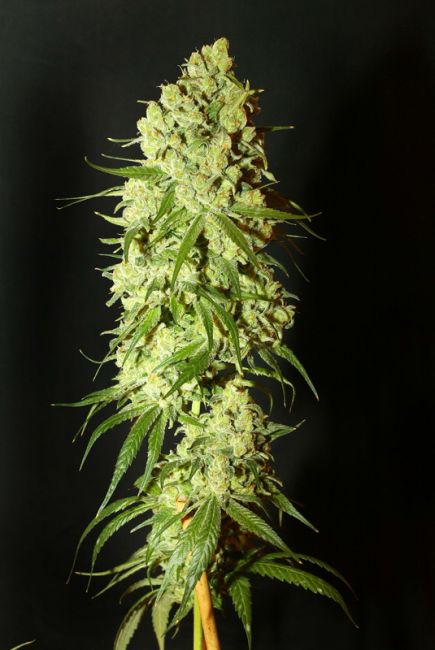 Resin Seeds Cannatonic Regular Seeds