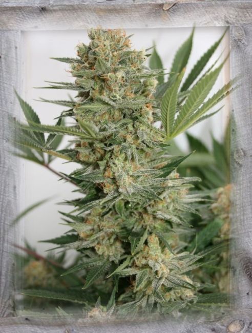 Garden Of Green Sweet Russian Feminised Seeds