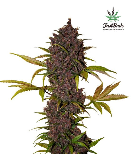 FastBuds LSD-25 Auto Feminised Seeds