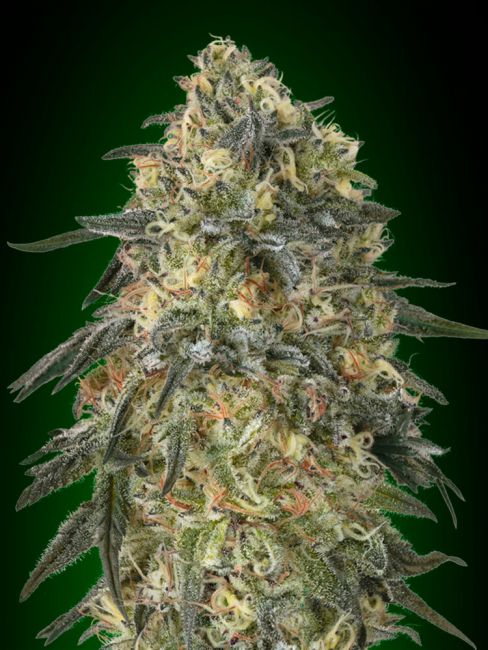 00 Seeds Gorilla Feminised Seeds