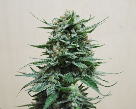 Kalashnikov Seeds Northern Russian Auto Feminised Seeds