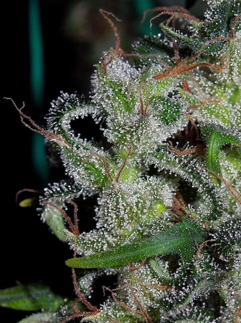 Ace Seeds Zamaldelica Feminised Seeds