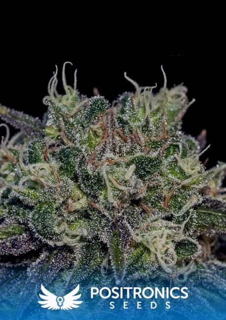 Positronic Seeds Black Widow Feminised Seeds