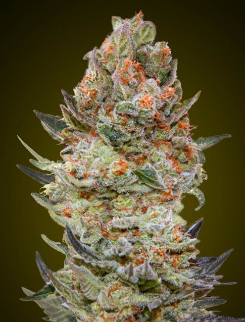 00 Seeds Sweet Critical CBD Feminised Seeds