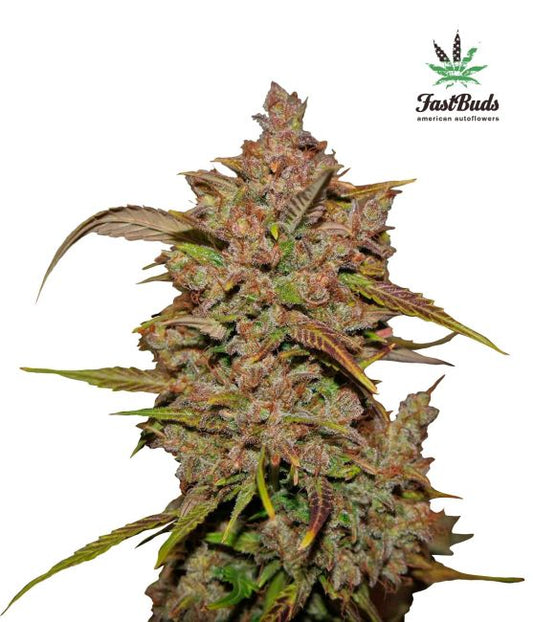 FastBuds Crystal METH Auto Feminised Seeds