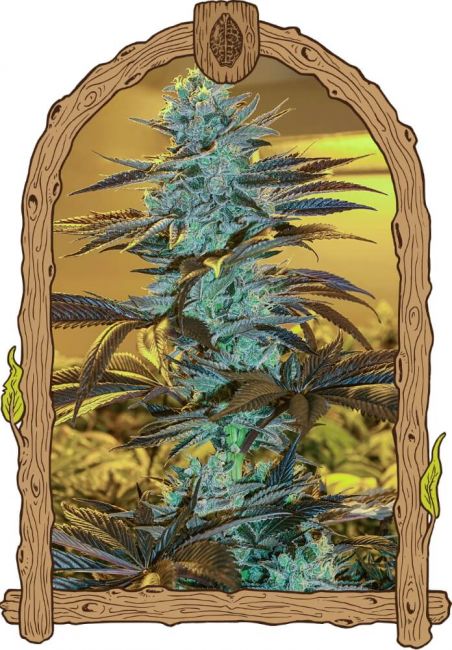 Exotic Seed Purple Monkey Auto Feminised Seeds