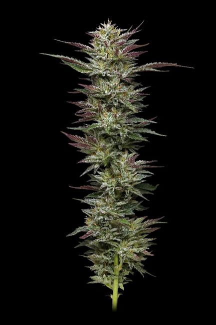 Humboldt Seed Co. Nutter Budder Feminised Seeds