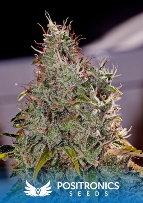 Positronic Seeds Amnesia Mistery Feminised Seeds