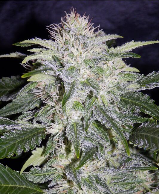 Mephisto Genetics 24 Carat Auto Feminised Seeds