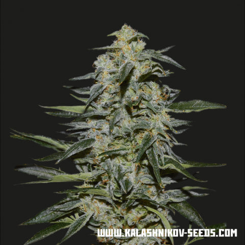 Kalashnikov Seeds Katyusha Feminised Seeds