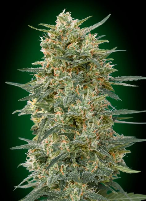 00 Seeds Gorilla FAST Feminised Seeds