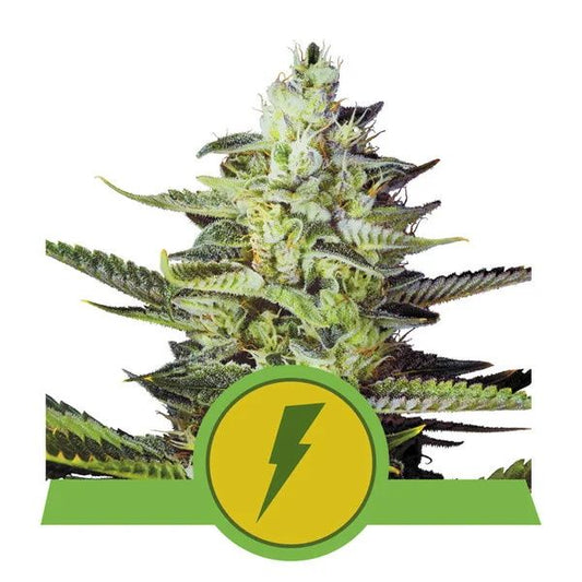 Royal Queen Seeds North Thunderfuck Auto Feminised Seeds