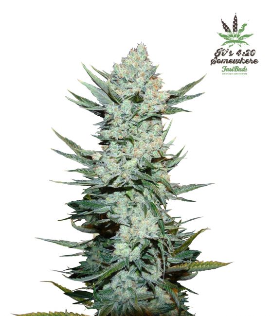 FastBuds Tangie 'Matic Auto Feminised Seeds