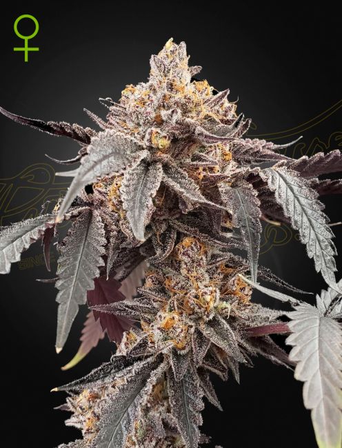 Greenhouse Seed Co. Guava x Gelato 41 Auto Feminised Seeds