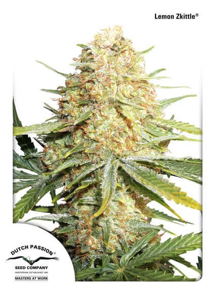 Dutch Passion Lemon Kix (Lemon Zkittle) Auto Feminised Seeds