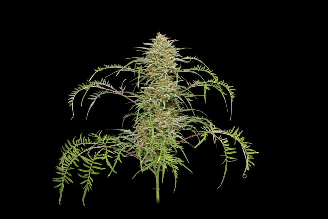 Humboldt Seed Co. Freakshow Feminised Seeds