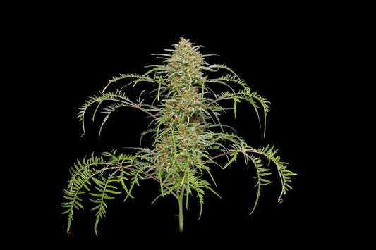 Humboldt Seed Co. Freakshow Feminised Seeds