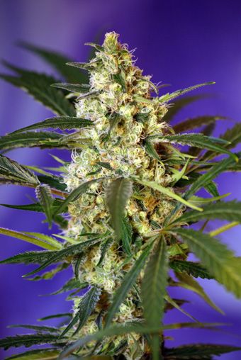 Sweet Seeds Fast Bud #2 Auto Feminised Seeds